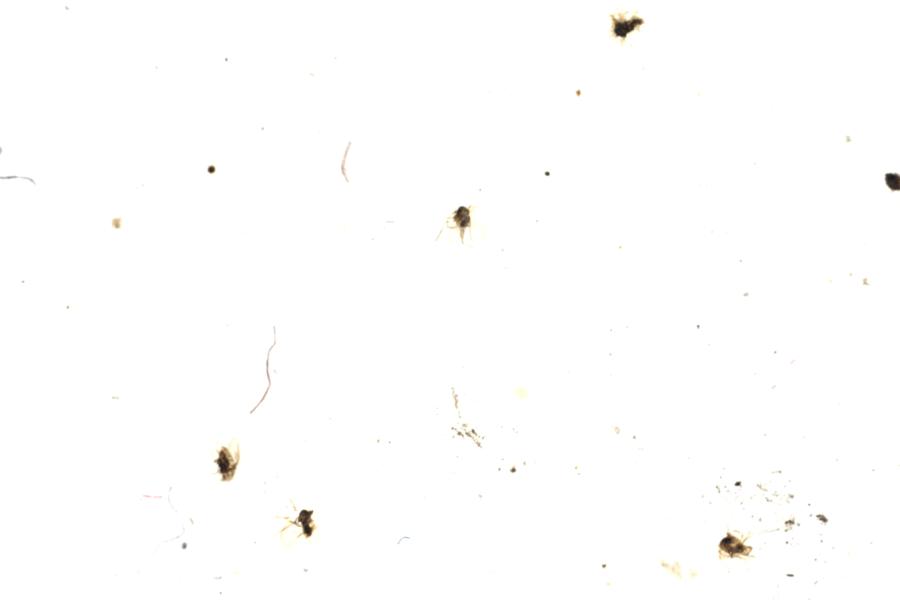 Image 51